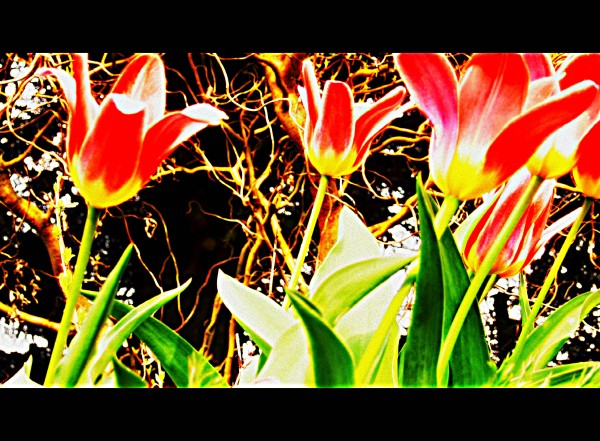 tulipny