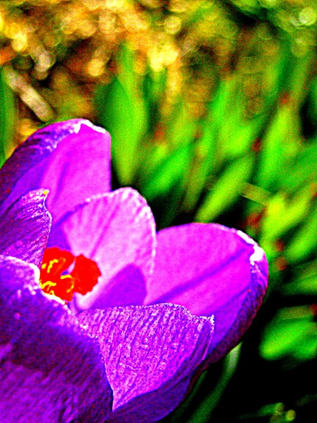 krokus