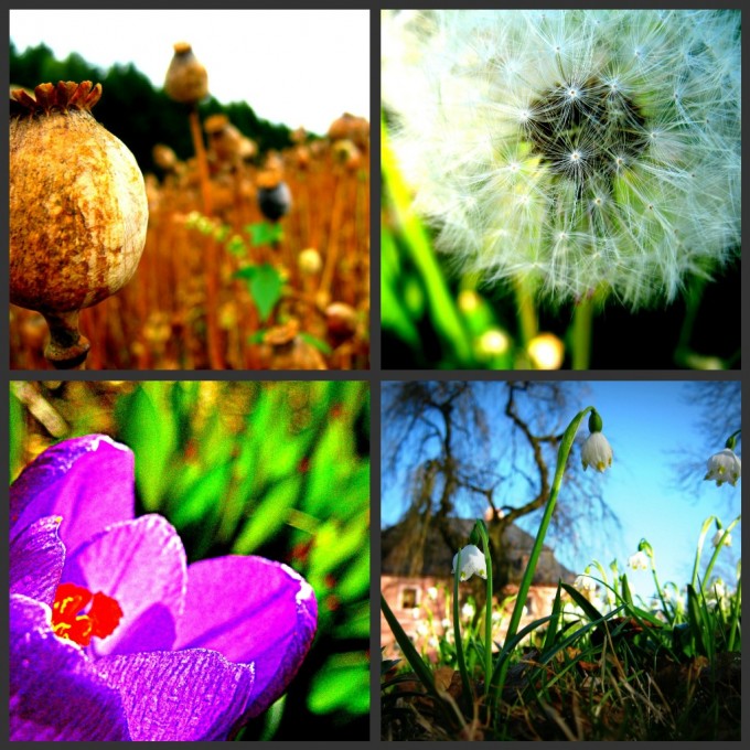 Picnik collage